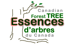 Canadian Forest Tree Essences